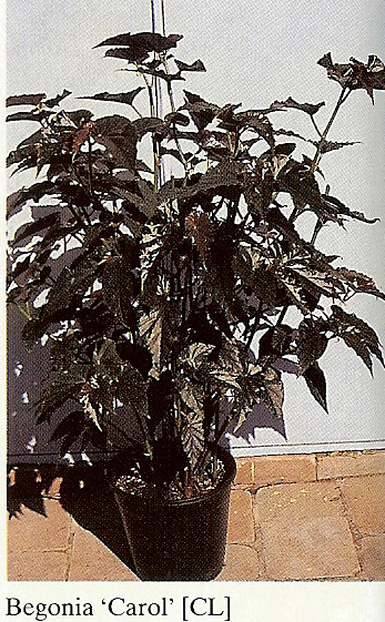 B. ‘Carol’